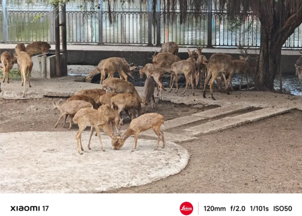 Xiaomi 17 tiêu chuẩn: nhỏ, gọn nhưng “cân” cả thế giới 