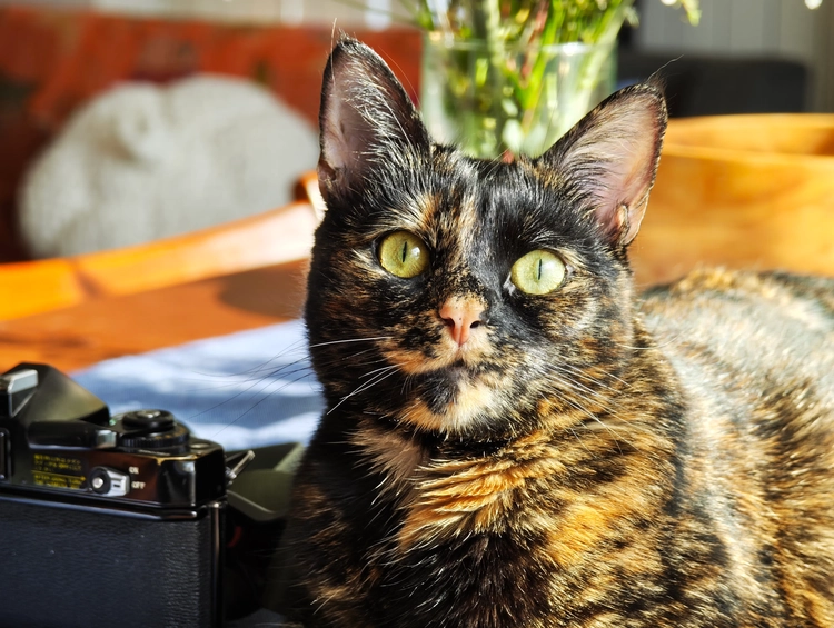 Top 3 smartphone Android chụp ảnh đẹp "ăn đứt" iPhone 17